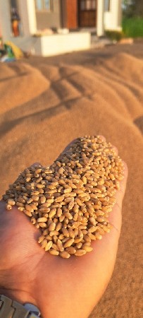 ઘવ લાલ 496 ટુકડા વેચવા છે