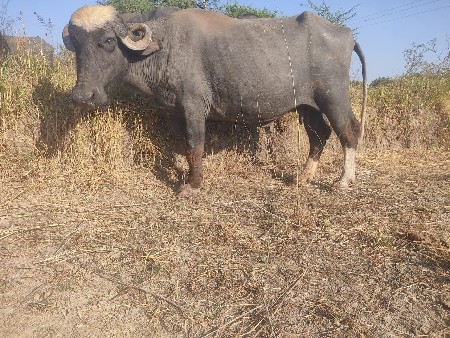 ભેંસ વેચવાની છે