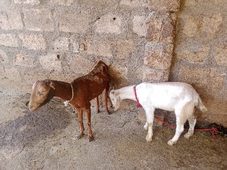 પતિરી બકરી વેચવાની છે