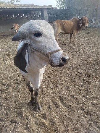 હોડકી  વેચવાની શે