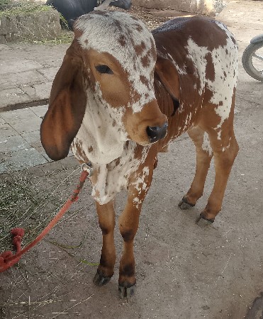 વાછડી વેચવાની છે