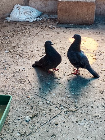 थंबनेल 3