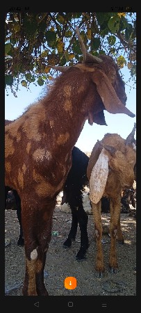 થંબનેલ 3