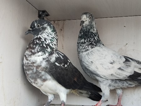 થંબનેલ 3