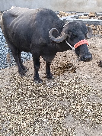 થંબનેલ 3