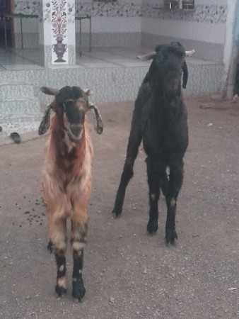 બકરા વેચાવ છે