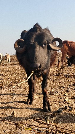 2 વેચવાની છે