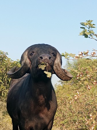 થંબનેલ 2