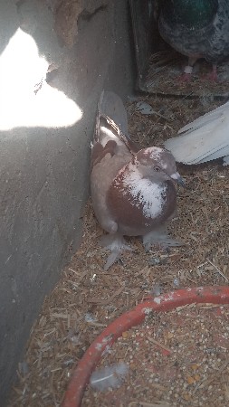 વેચવાના છે