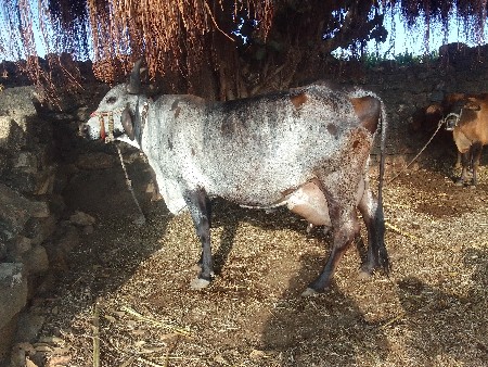 थंबनेल 2