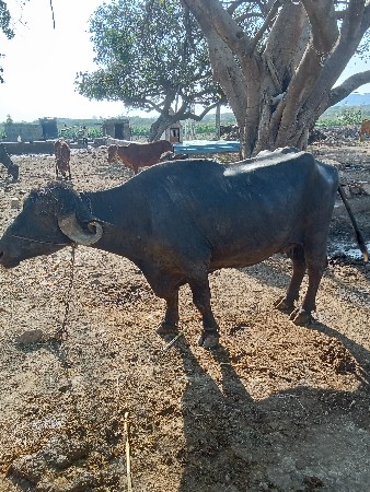 थंबनेल 2