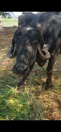 આ જાફરી ખડેલી વેચવાની છે..