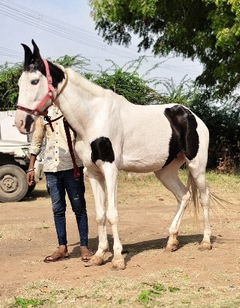 थंबनेल 2