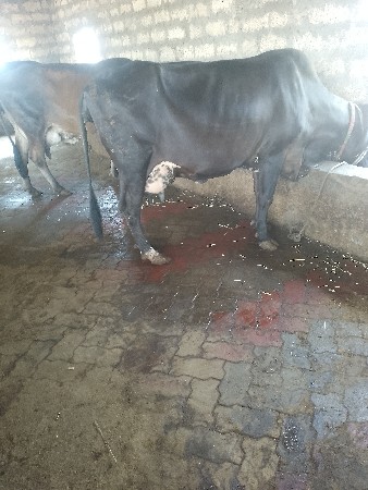 થંબનેલ 4