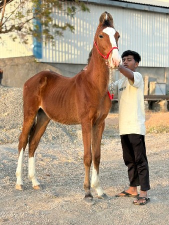 વછેરો ઘોડો વેચવાનો છે