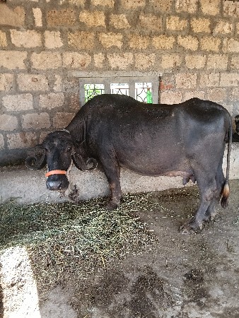 ભેંસ વેચવાની છે