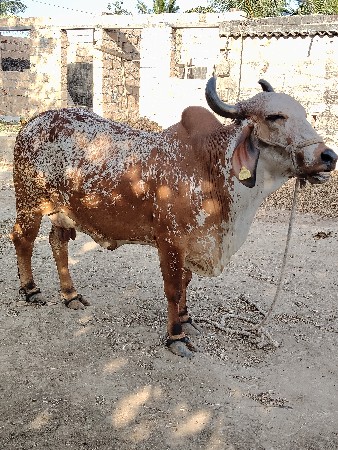 થંબનેલ 3