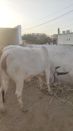 थंबनेल 2