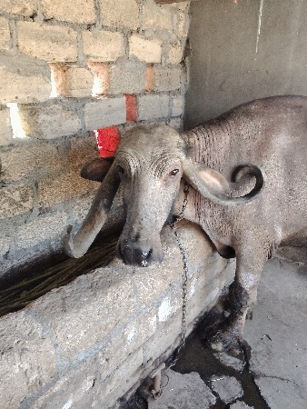 થંબનેલ 3