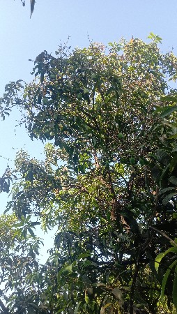 બગીચા નો ઈજારો આપવાનો છે