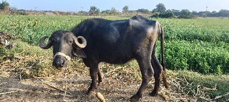 થંબનેલ 2