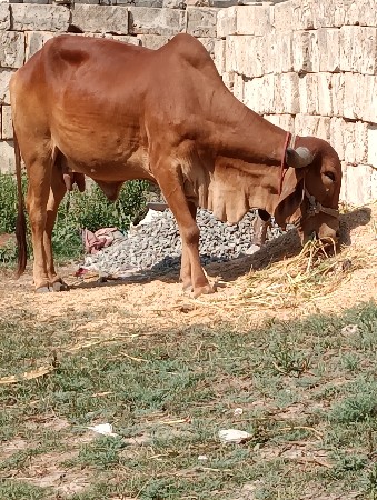 थंबनेल 2