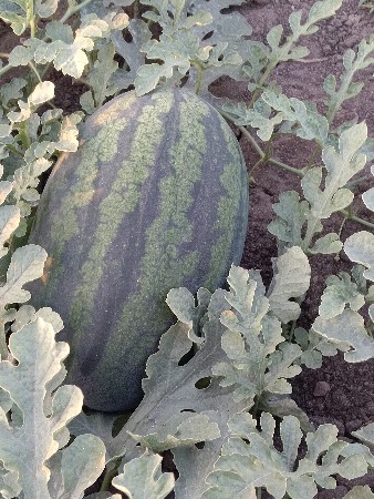 થંબનેલ 2