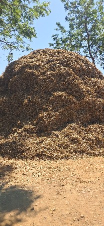 4 વીઘાનુ માંડવીયુ છે.