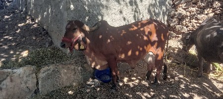 थंबनेल 2