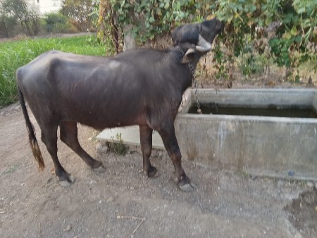 થંબનેલ 2