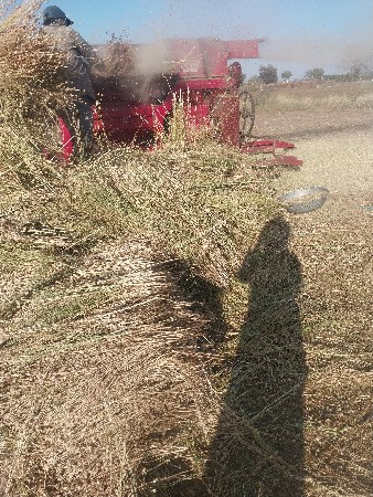 થેશર વેચવાનૂછે