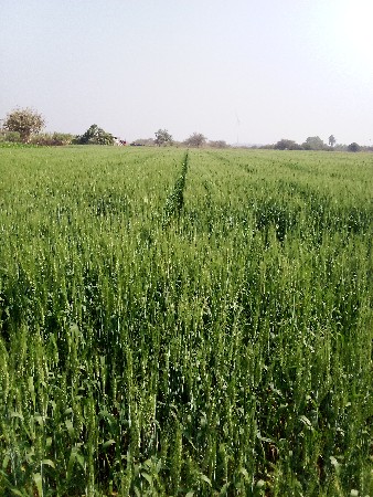 તુવેર નો ભૂકો વેચવાનો છે