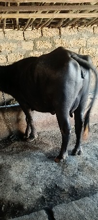 थंबनेल 2