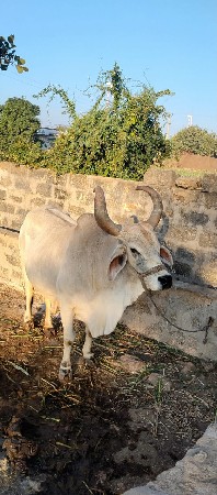 આ ગાય આપવાની સે