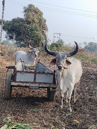 બિજી ધરના બળદ વેચવાના છે