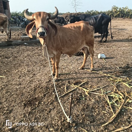 હોડકી વેચવાની છે સોજીછે વીયાસે