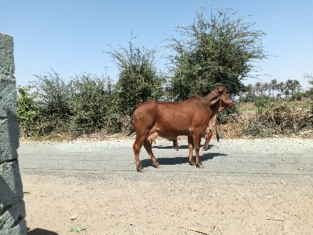 ગાય વેચવાની