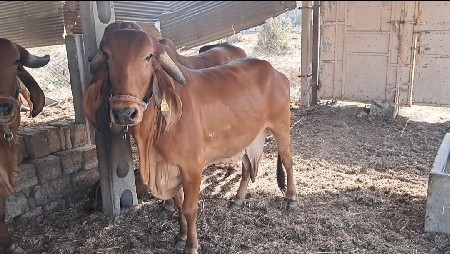 થંબનેલ 2