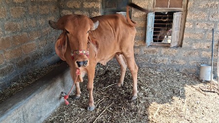 ઓળકી દેવાની છે