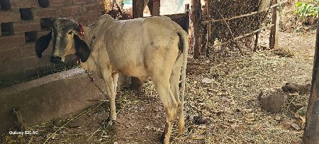 थंबनेल 2