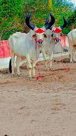 ત્રીજી સૌથી દરમ્યાન ગઢડા બળદ છે