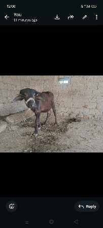 પાડો વેચવાનો છે