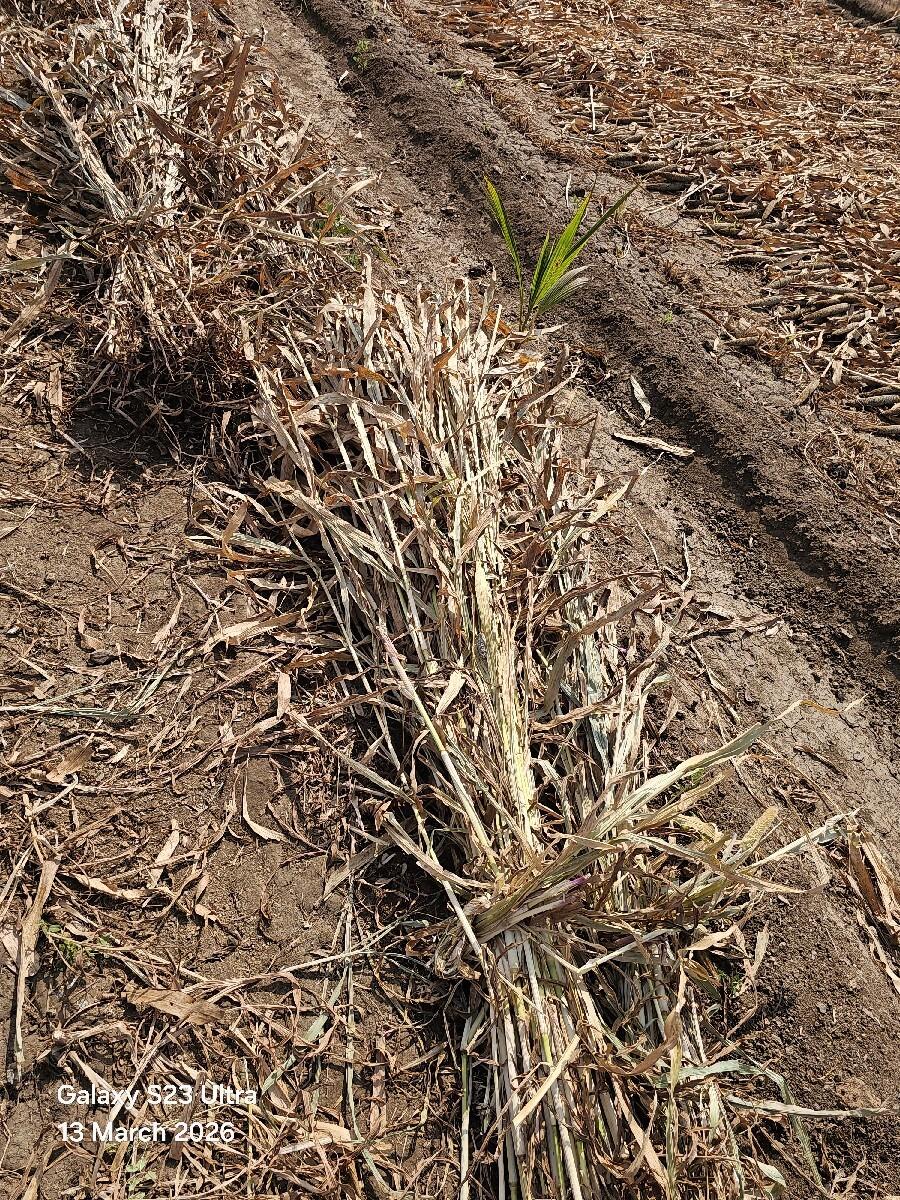 બાજરા નો શારો