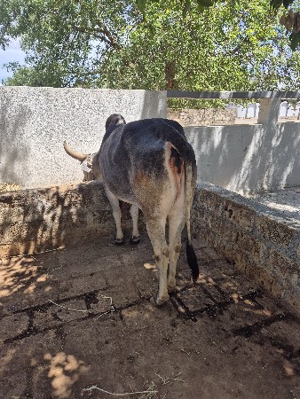 થંબનેલ 2