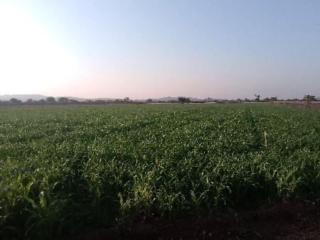 લીલી મકાઈ વેચવાની છે 8 વીઘા