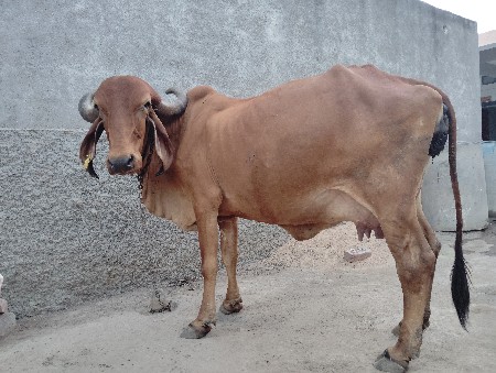 આ ગાય વેચવાની છે