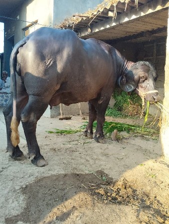 थंबनेल 2