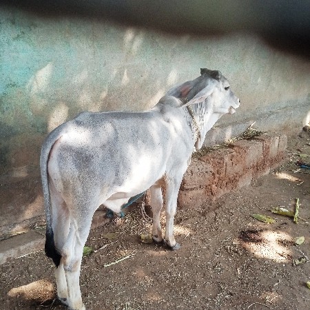 વાછડો વેચવાનો છે