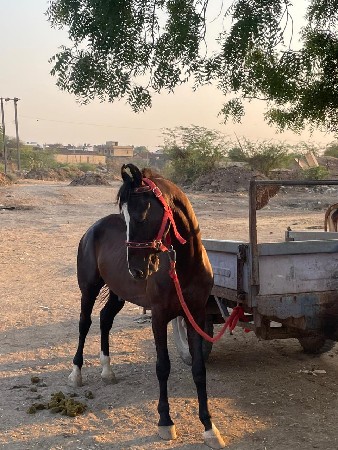 ઘોડો વેચવાનો છે