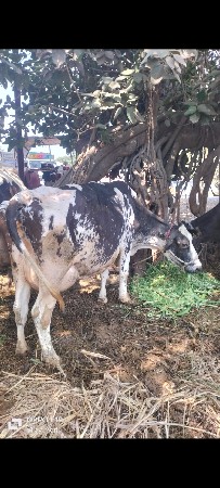 थंबनेल 4